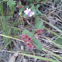 <i>Osbeckia parvifolia</i>  Arn.